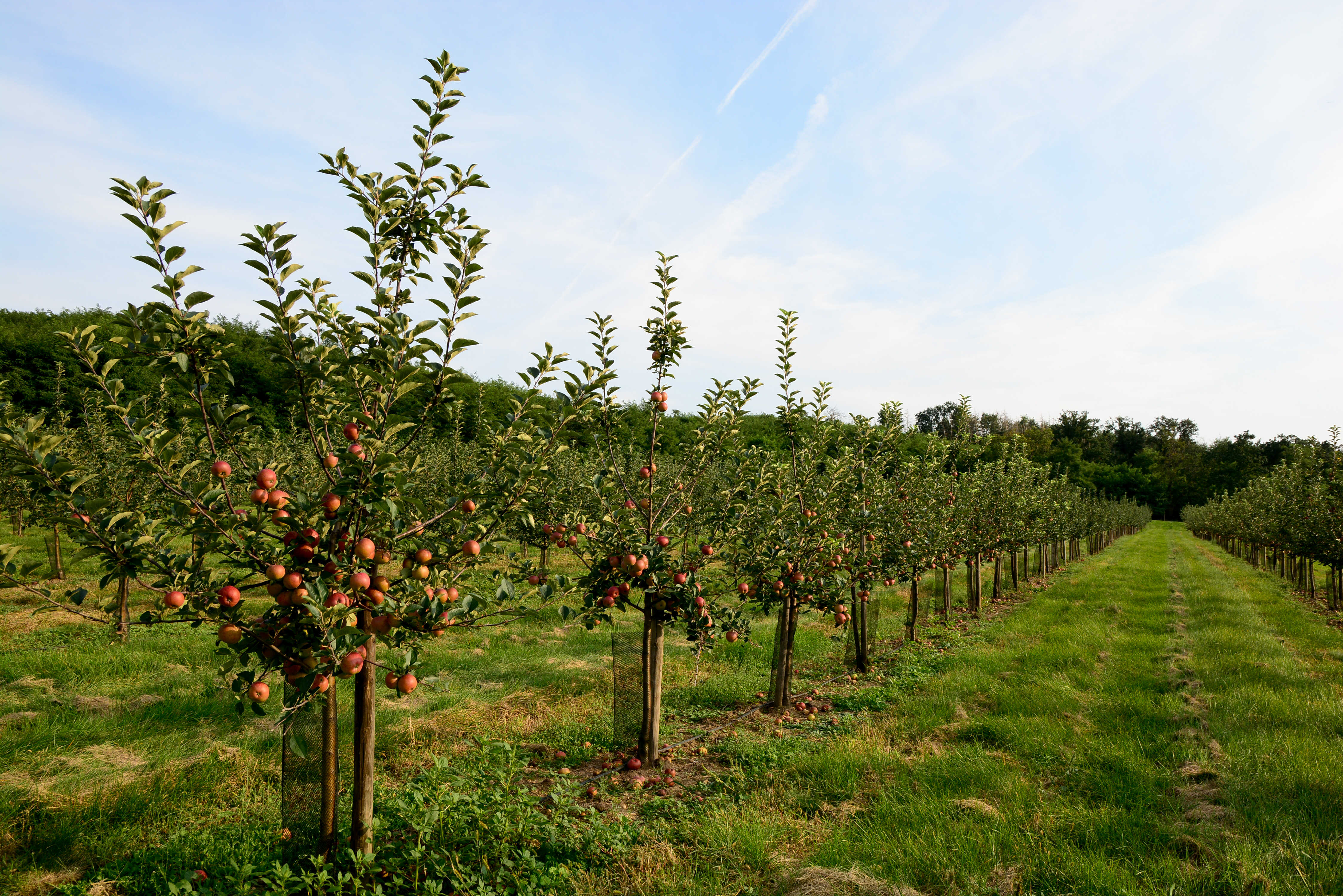 Sad ciderových jablek Farma u tří dubů